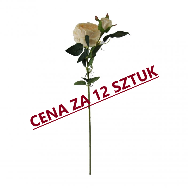 Róża 70cm kremowa <br>(12 sztuk)